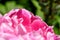 Pink Peony (Paeonia) Flower