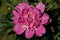 Pink peony paeony flower in the spring garden