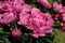 Pink peony paeony flower in the spring garden