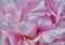 Pink peony petals