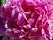 Pink peony petals create a lush texture. Peony, illuminated by the sun. Floral background of petals