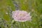 Pink peony poppy - apaver Paeoniflorum