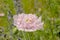 Pink peony poppy - apaver Paeoniflorum