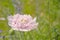 Pink peony poppy - papaver Paeoniflorum