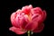 Pink Peony, Rose Peony isolated on black background