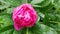 Pink peony single flower close-up