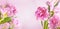 Pink peony tulip flowers on pink background
