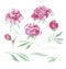 Pink peony watercolor flowers kit for design.