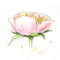 Pink peony watercolor. Side view of the head of the pion