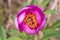 Pink peony wild flower peonies flowers peonie paeonia paeony peon garden wedding yellow bush purple blossom single peonia close up