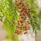A pink pepper tree with peppercorns called Schinus molle, also known as Peruvian pepper tree