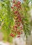 A pink pepper tree with peppercorns called Schinus molle, also known as Peruvian pepper tree