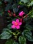 Pink Peregrina Flower