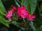 Pink Peregrina Spicy Jatropha Easter Island Chile