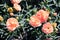 Pink perennial carnation blooms