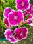 Pink Perennial Dianthus Flowers