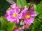 Pink pereskia flower, Pereskia grandifolia, on garden