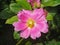 Pink pereskia flower, Pereskia grandifolia, on garden