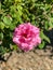Pink Perfcet Rose in a Garden