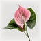 Pink Perfection: The Alluring Anthurium Flower
