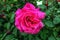 Pink perfume rose flower