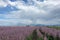 Pink Perilla Flowers Landscape