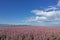 Pink Perilla Flowers Landscape