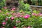 Pink periwinkle or catharanthus a lot. Flower garden, flowerbed. Catharanthus roseus, Madagascar periwinkle, Vinca, Old maid,