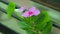 Pink periwinkle flower capture with bouquet effects