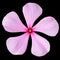 Pink Periwinkle Flower with Red Center Isolated