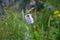 Pink Persicaria bistorta