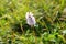 Pink Persicaria bistorta