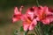 Pink Peruvian Lilies