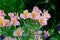 Pink peruvian lily flower close-up.