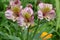 Pink Peruvian Lily Trio