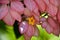 Pink Petal Leaves and a Yellow Flower