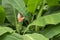 Pink petals of Banana flowering blooming with raw small fruits and pinnately parallel venation leaf pattern, clear water drops