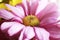 A pink petals chamomile flower. Close-up