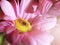 A pink petals chamomile flower. Close-up