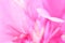 Pink petals flower soft focus abstract background