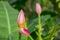 Pink petals of flowering Banana blossom with green large pinnately parallel venation leaf pattern, know as Musa ornata