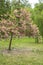 Pink petals of a flowering tree in a city park