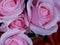 Pink Petals Roses For Love Closeup