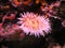 The pink petals of underwater flora