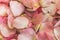 Pink Petals of wild rose flowers, dog-rose, briar, brier, canker-rose, eglantine, rose flowers background or pattern
