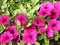 Pink petunia