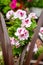 Pink Petunia blooms