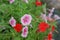 pink petunia bush in botanical garden