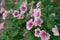 Pink petunia bush in botanical garden