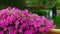 Pink Petunia and a far-sighted waterwheel with lotus pond